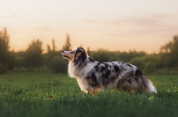 Happy sheltie and the sunny spring