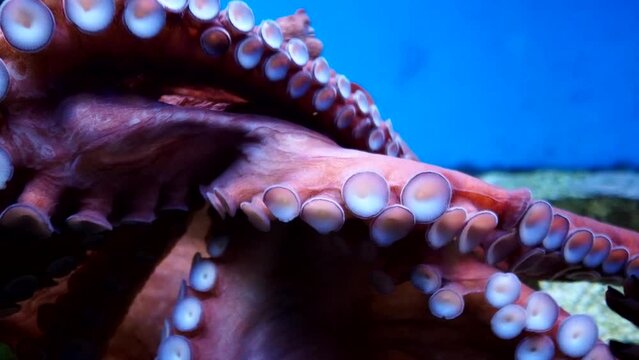 The octopus is big and beautiful swimming underwater. Octopus, Octopus, an order of cephalopods. Incirrina, bottom animals. High quality 4k footage