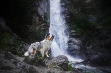 sheltie and the waterfall