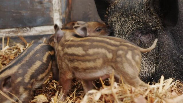 Closeup of young wild boar piglets near their mother lying on hay and leaves on a farm