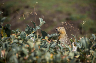 Groundhog