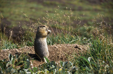 Groundhog