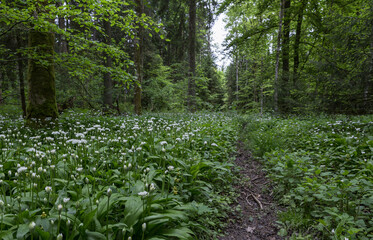 Bärlauchfeld im Wald - 488718673