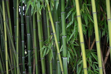 Fototapeta na wymiar Bamboo plants as a background