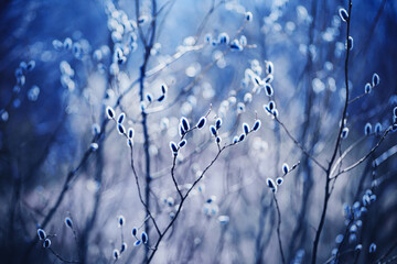 Fluffy willow flowers bloom on thin graceful branches in early spring on a sunny day. Palm Sunday. The end of winter.