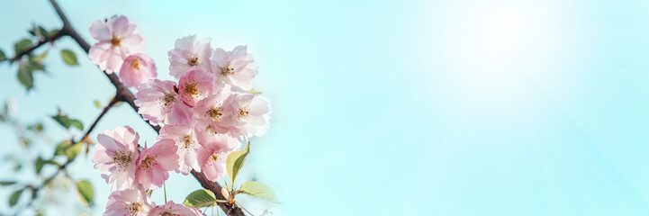 Beautiful cherry blossom sakura in spring time against blue sky banner