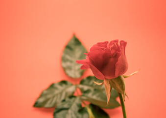 A green leaf and a red rose in a pink background