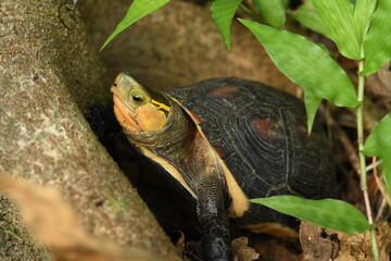 Fototapeta na wymiar Chinese Box Turtle