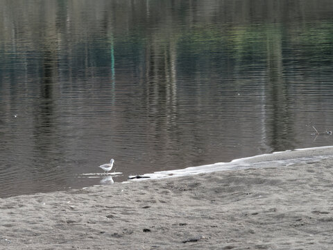 Common Greenshank In A River