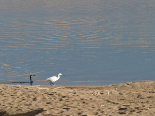 Image of little egret (Egretta garzetta) with a cormorant looking for food in ta river  on nature background. Bird. Animals