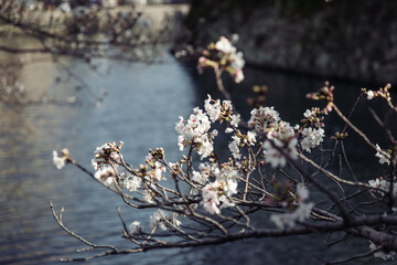blossom in spring