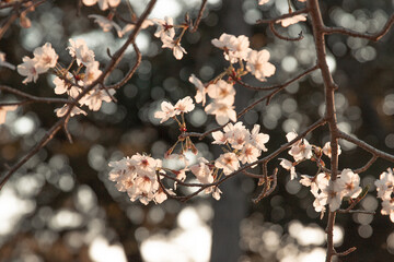 blossom in spring