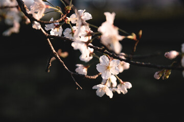 blossom in spring