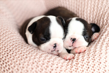 Cute Boston Terrier puppies sleep on a pink knitted blanket. Wonderful pets. Tender emotion. Dog