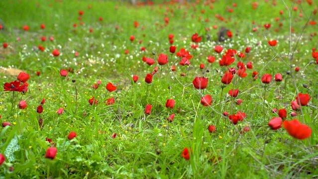 Anemon flower field in February in Israel