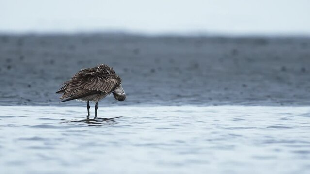 羽繕いするオオソリハシシギ(Bar-tailed Godwit)