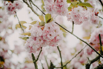 Nahaufnahme von einer pastellfarbenen Kirschblüte im Frühling am Kirschbaum, Ast 