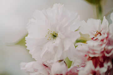 Zarte Kirschblüten im Frühling, Pastellfarben