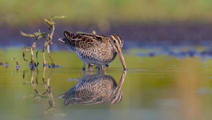 Common snipe - feeding at a wetland in summer