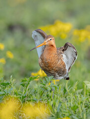 The black-tailed godwit - adult bird at a wet fields in late spring