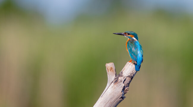 Common Kingfisher - Alcedo atthis - at a wetland in summer