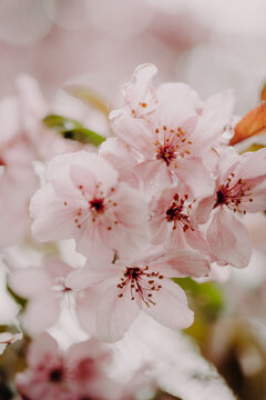 Kirschbl&uuml;te am Baum 