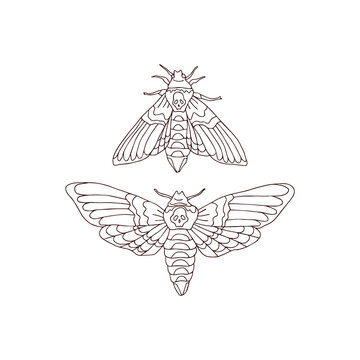 Death head hawkmoth colouring page vector illustration set isolated on white. Boho Moon moth nocturnal fly insect print collection for Halloween or tee shirt design.