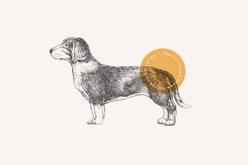 Hand drawing of a Drever breed dog on a light isolated background. A hunting dog in engraving style. Home pet. Vector retro illustration.