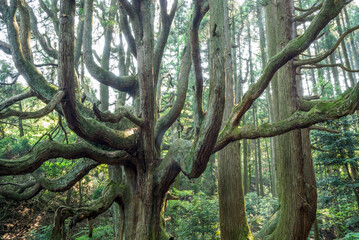 Fototapeta premium 高森殿の杉