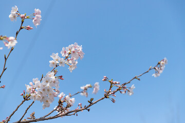 on a warm spring day, the cherry blossoms are blooming