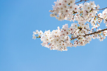 on a warm spring day, the cherry blossoms are blooming