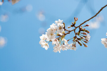 on a warm spring day, the cherry blossoms are blooming