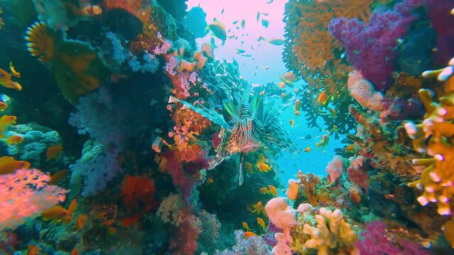Red Sea lionfish swimming on tropical coral reef