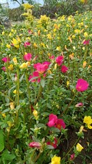 red and yellow flowers