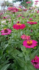 pink flowers in the garden