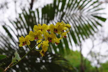 flowers orchid on a tree