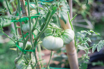 Cluster of green white tomatoes on vine with stretch ties and bamboo stake at organic backyard garden near Dallas, Texas, USA
