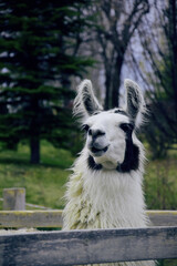 A llama with a curious look