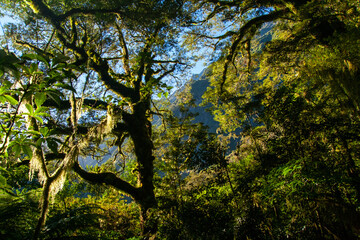 Fototapeta premium Milford Track Great walk fiordland native forest of moss covered woods and beech trees