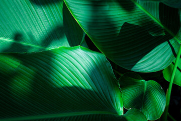 closeup nature view of tropical leaves background, dark nature concept