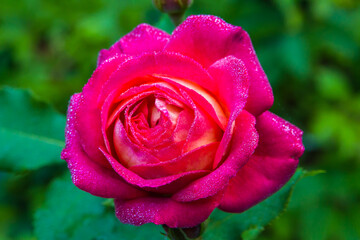 Red rose with water drops
