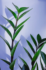 A bridht green plant on a white background.