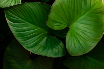 closeup nature view of tropical leaves background, dark nature concept