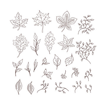 Autumn fallen leaves ivy plant twigs colouring page vector illustration set isolated on white. Boho detailed forest leaf litter print collection.