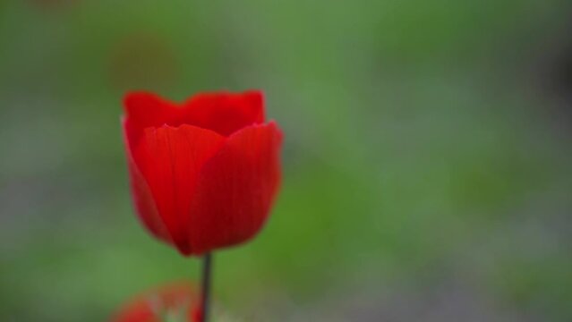 Flower of Red Anemon in Israel
