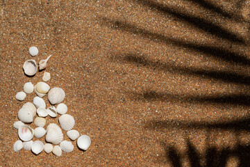 Fototapeta na wymiar top view of a seashells and the shadow of a palm tree branch. Presentation of a cosmetic product. Protection of the skin from the sun. Travel flat lay