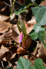 Dogs tooth violet