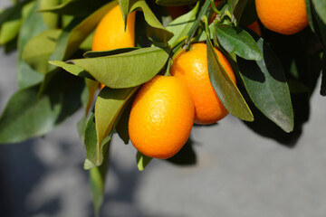 Kumquat