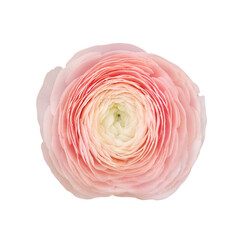 Macro photo pink ranunculus on white isolated background