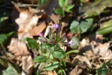 Common lungwort